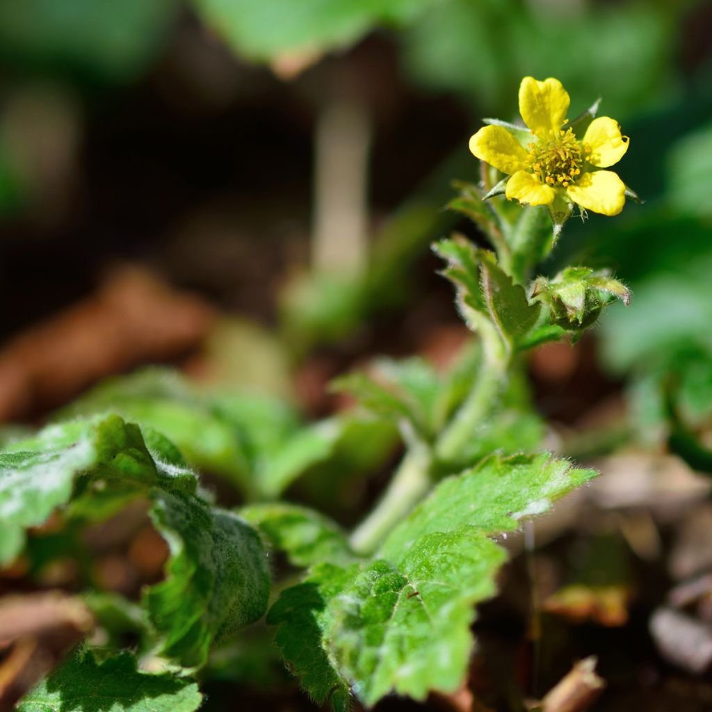 Geum urbanum - Cariofillata comune