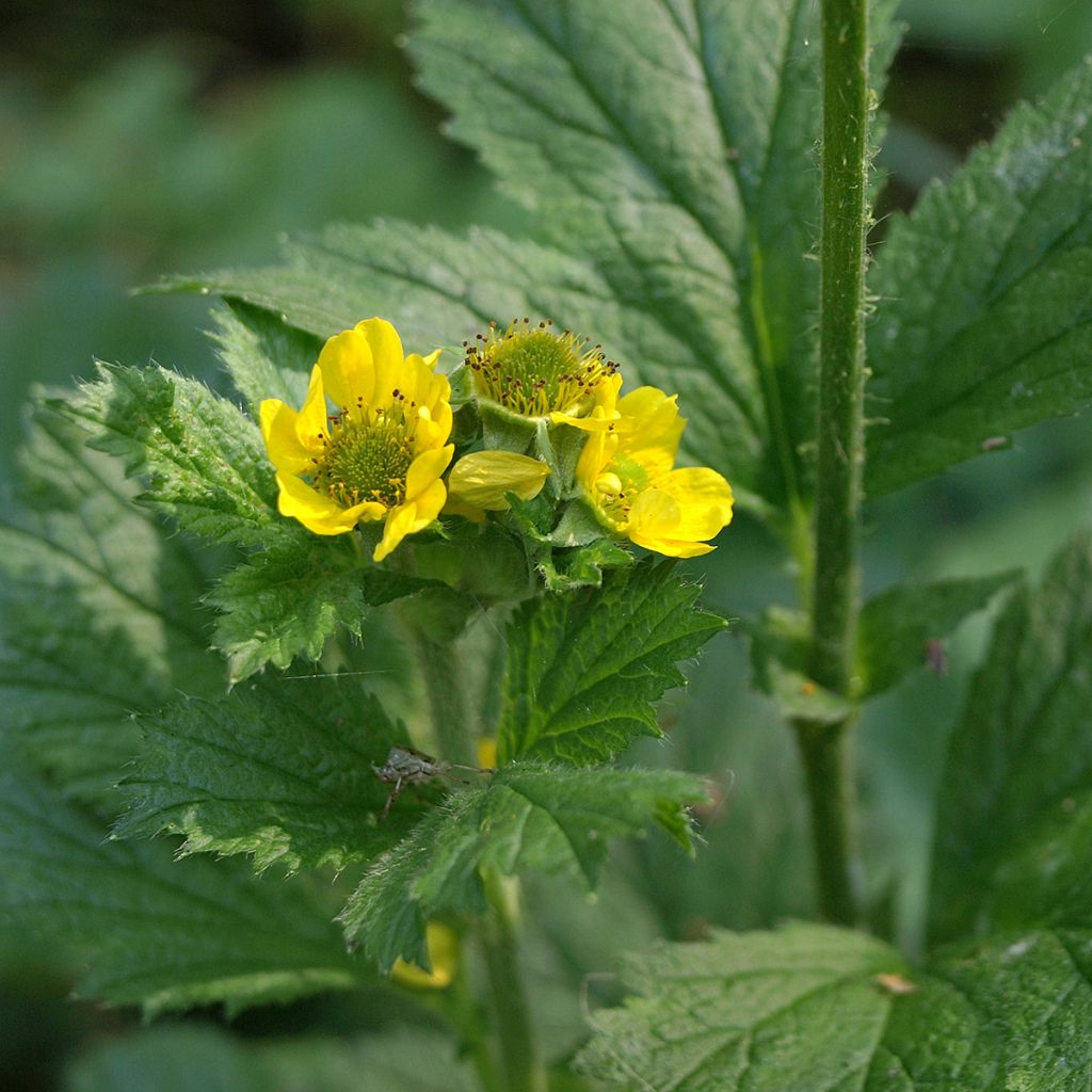 Geum urbanum - Cariofillata comune