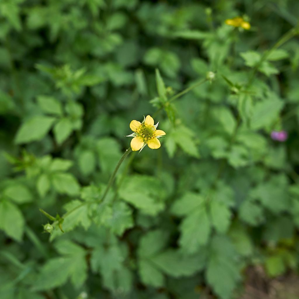 Geum urbanum - Cariofillata comune