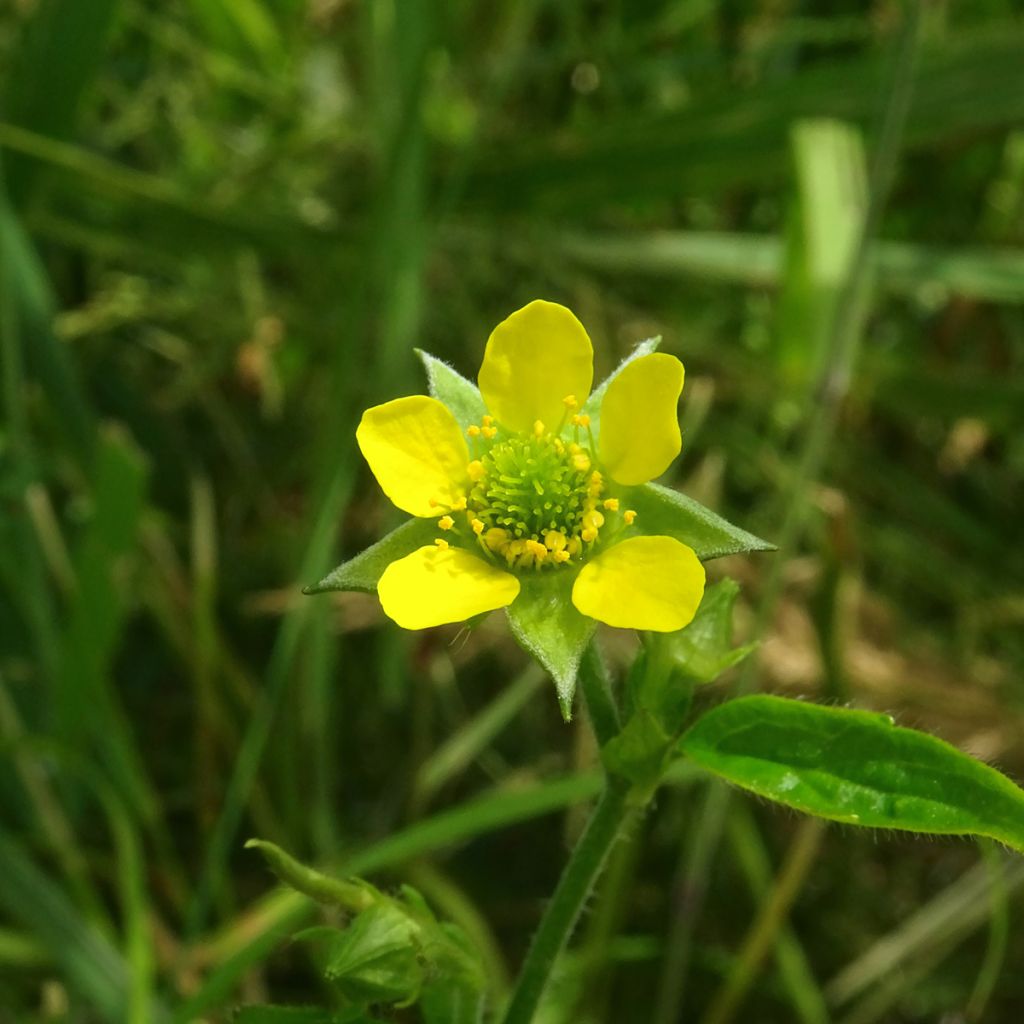 Geum urbanum - Cariofillata comune