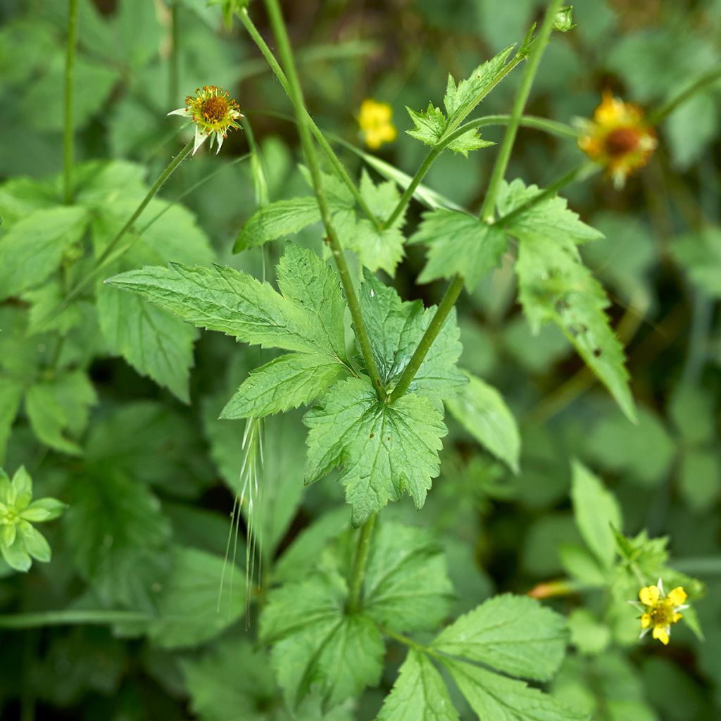 Geum urbanum - Cariofillata comune