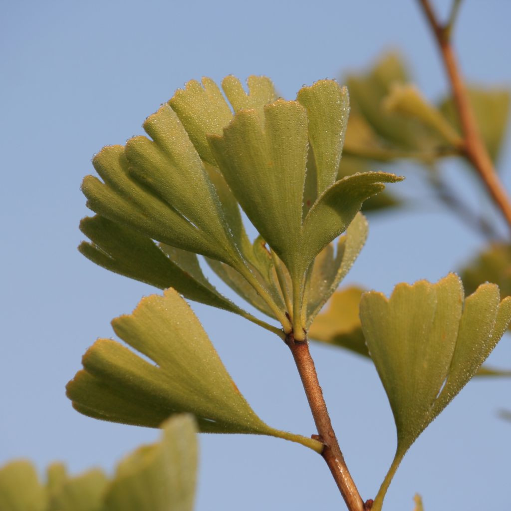 Ginkgo biloba Blagon