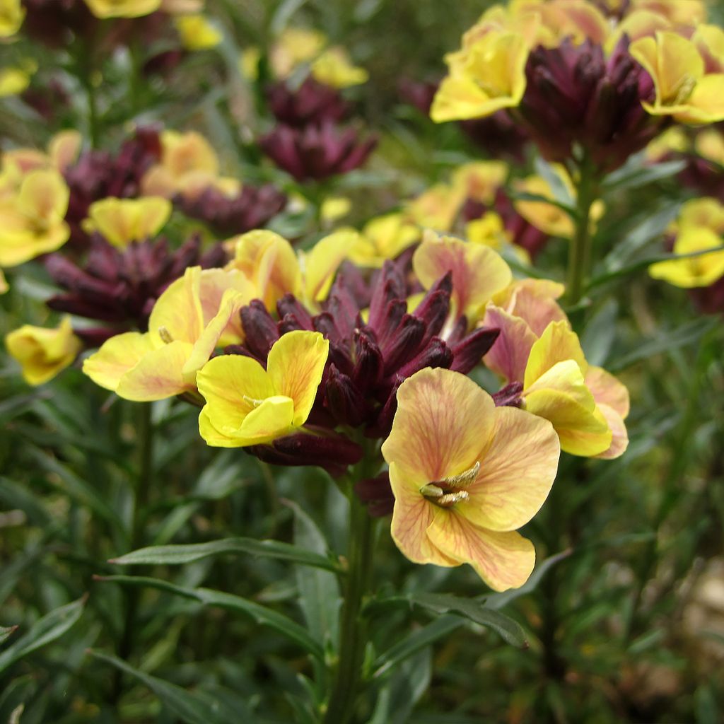 Giroflée, Erysimum John Codrington