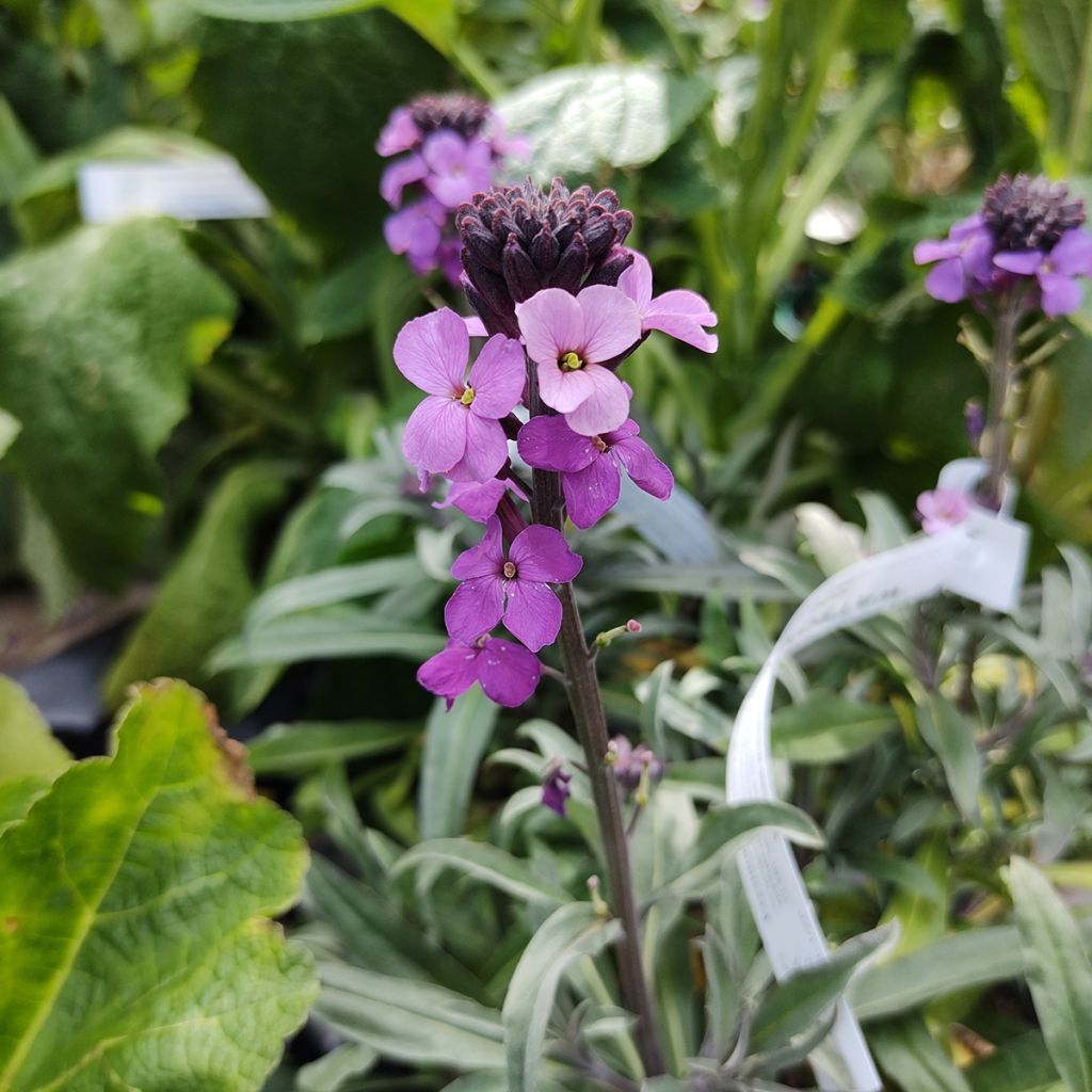 Erysimum Bowles Mauve - Violaciocca