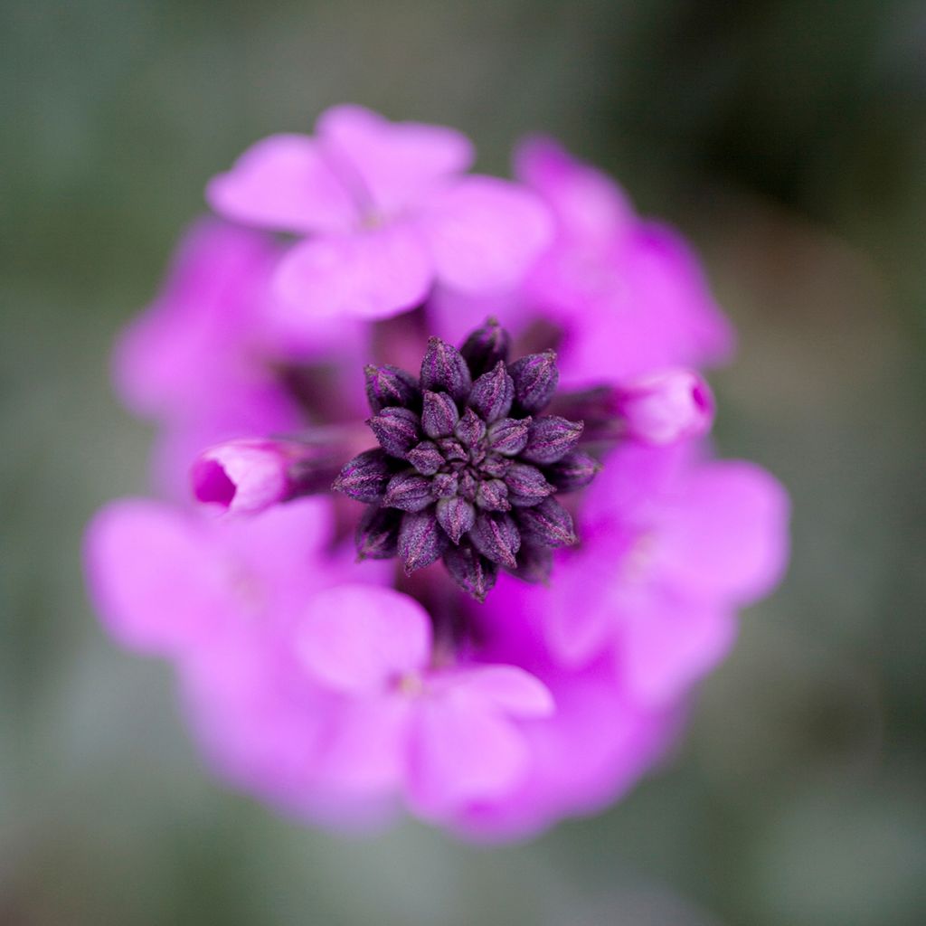 Erysimum Bowles Mauve - Violaciocca