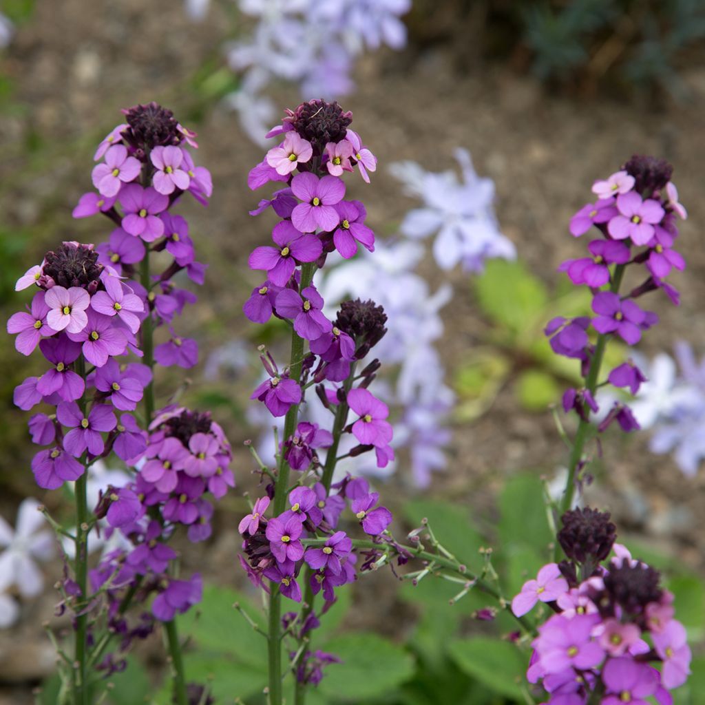 Erysimum Bowles Mauve - Violaciocca