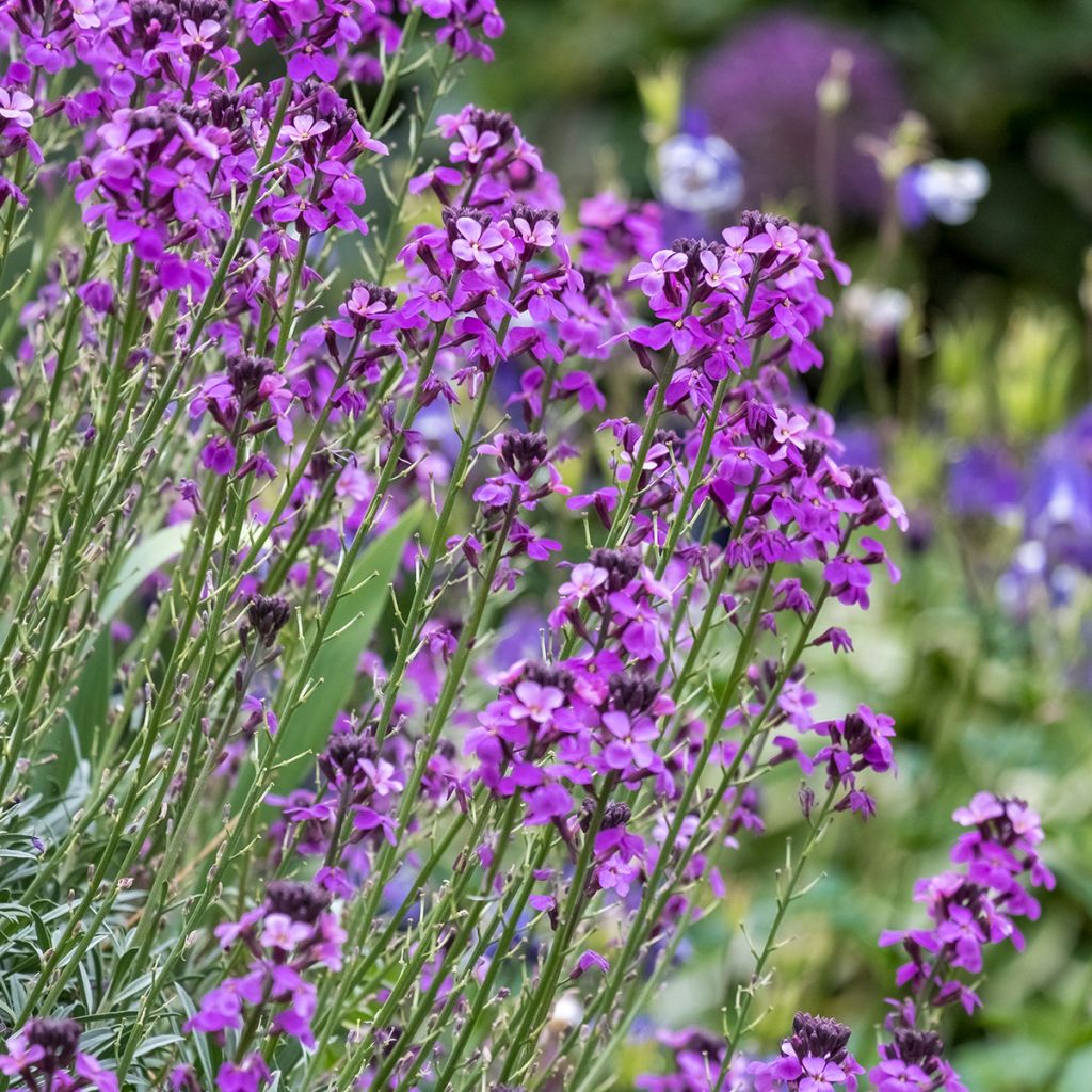 Erysimum Bowles Mauve - Violaciocca