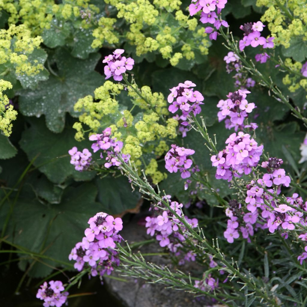 Erysimum Bowles Mauve - Violaciocca