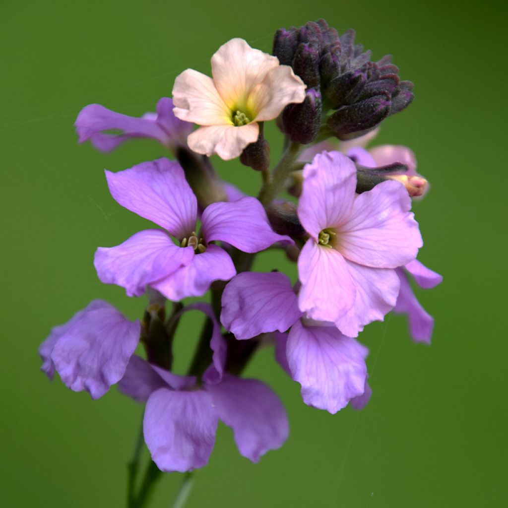 Erysimum Jenny Brook - Violaciocca