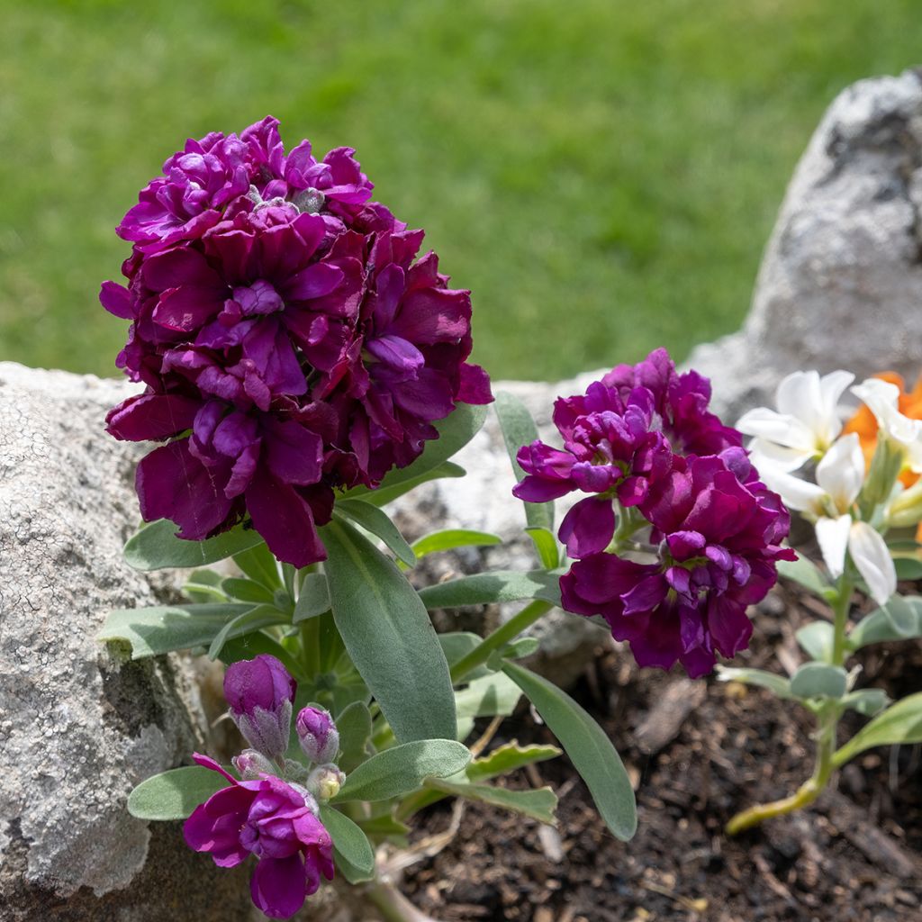 Matthiola incana - Violaciocca rossa