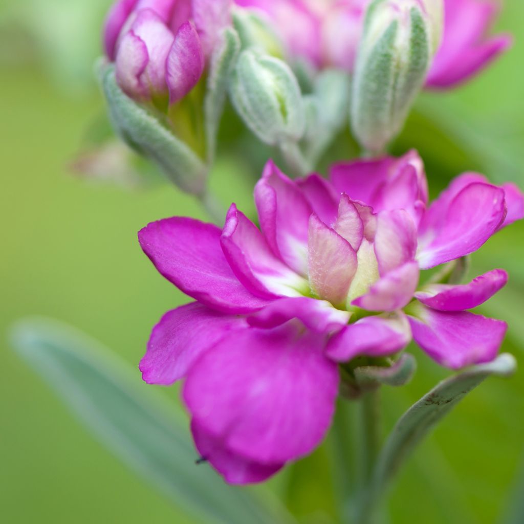 Matthiola incana - Violaciocca rossa