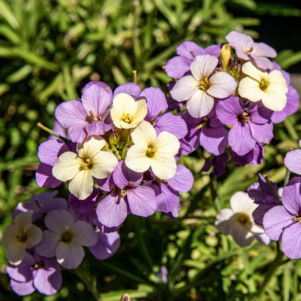 Erysimum Poem Lilac - Violaciocca