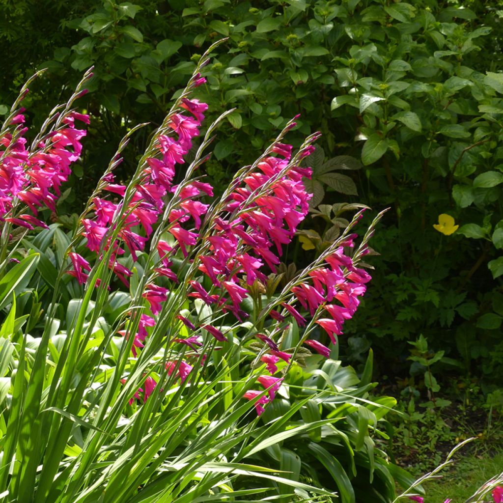 Gladiolus byzantinus Whistling Jack