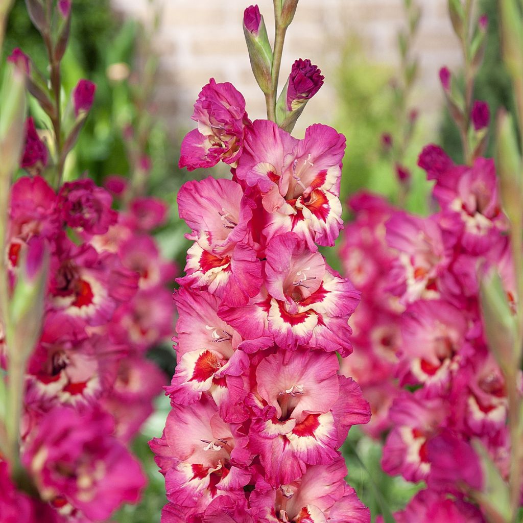 Glaïeul ou Gladiolus Vandohla