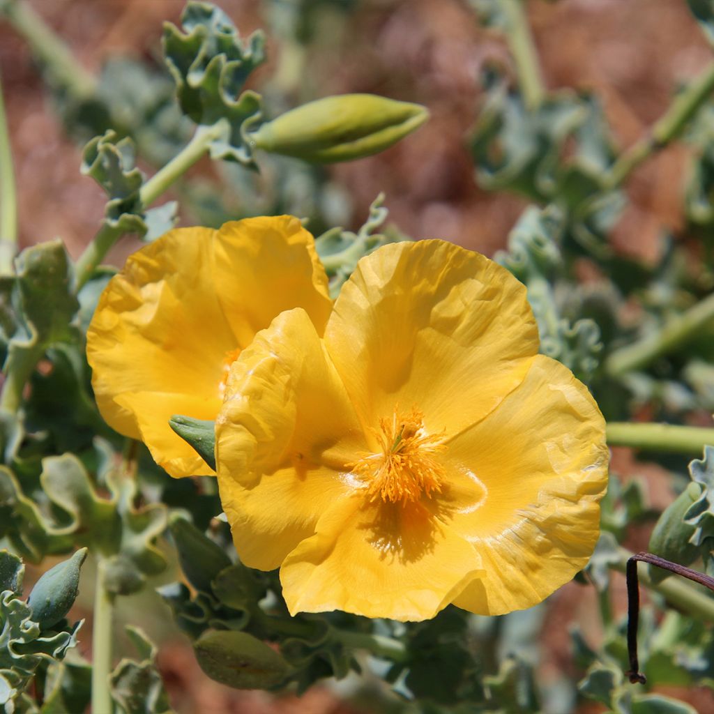 Glaucium flavum