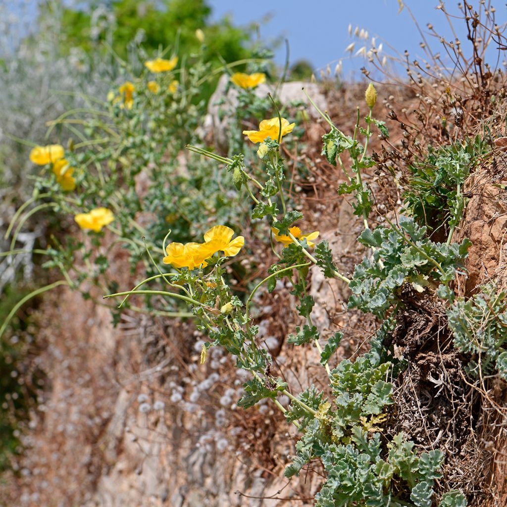 Glaucium flavum