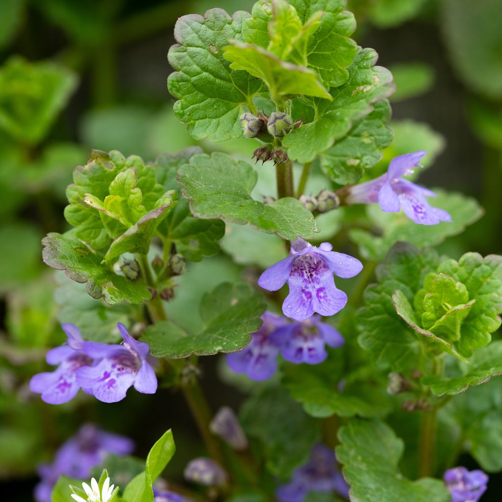 Glechoma hederacea - Ellera terrestre comune