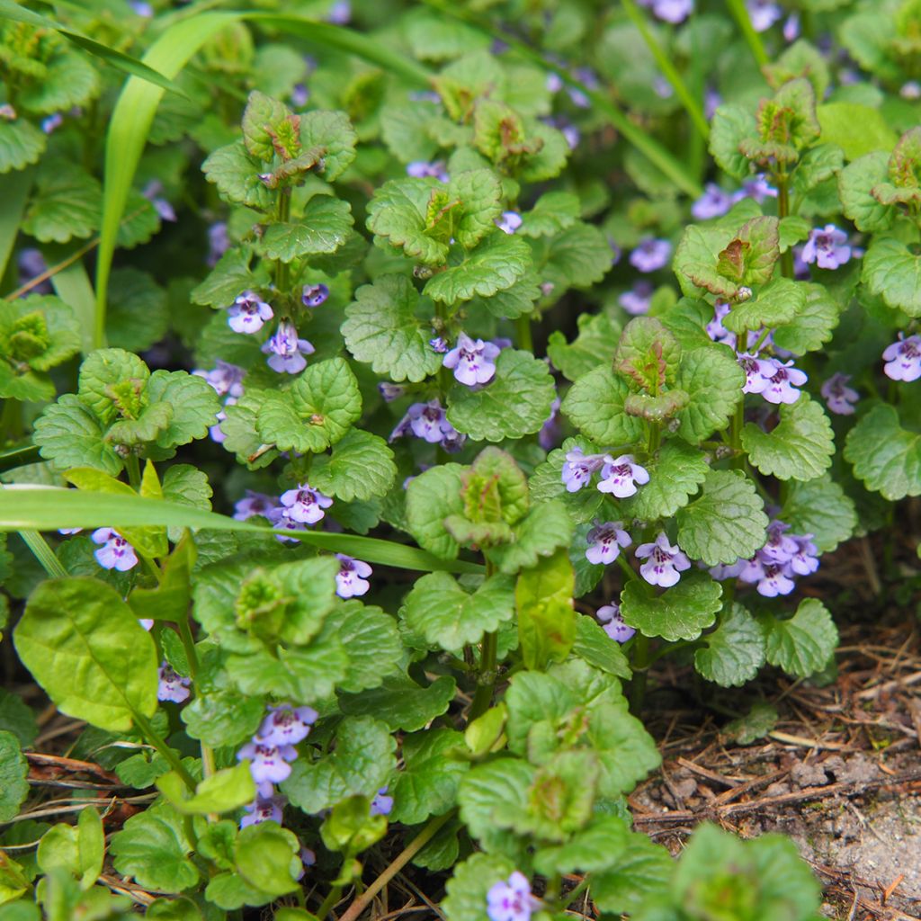 Glechoma hederacea - Ellera terrestre comune