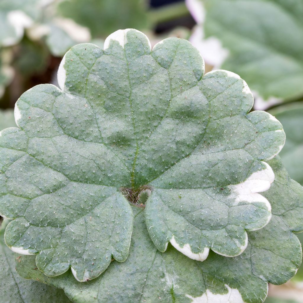 Glechoma hederacea Variegata