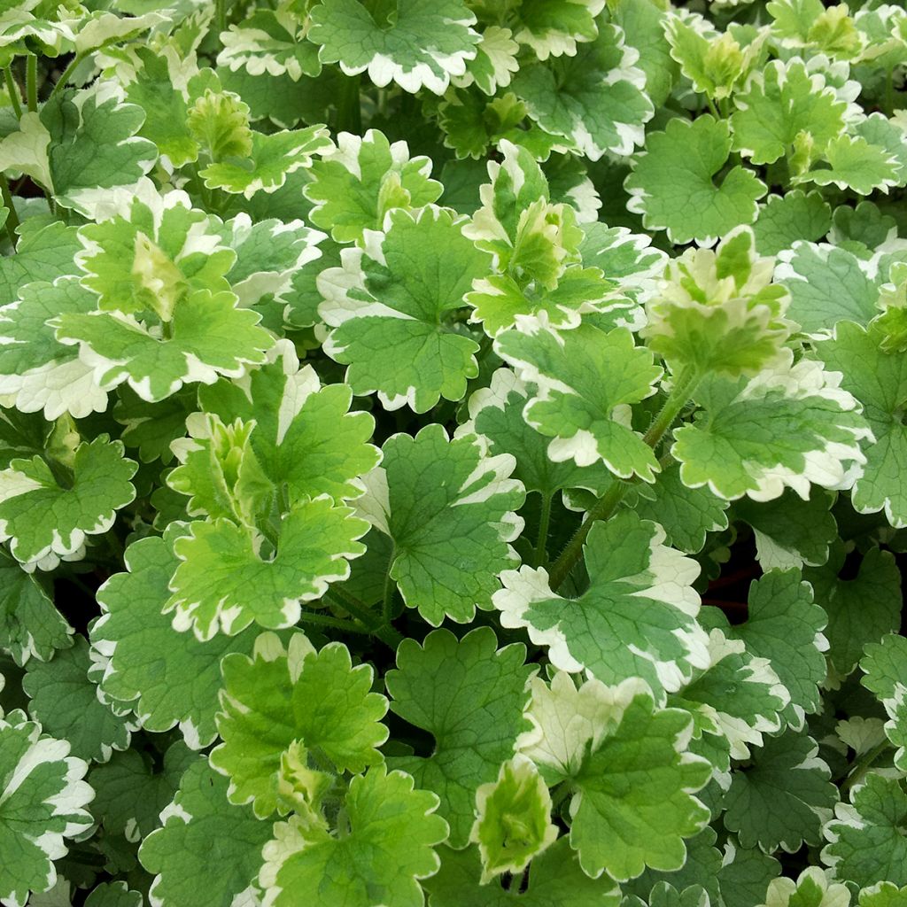 Glechoma hederacea Variegata