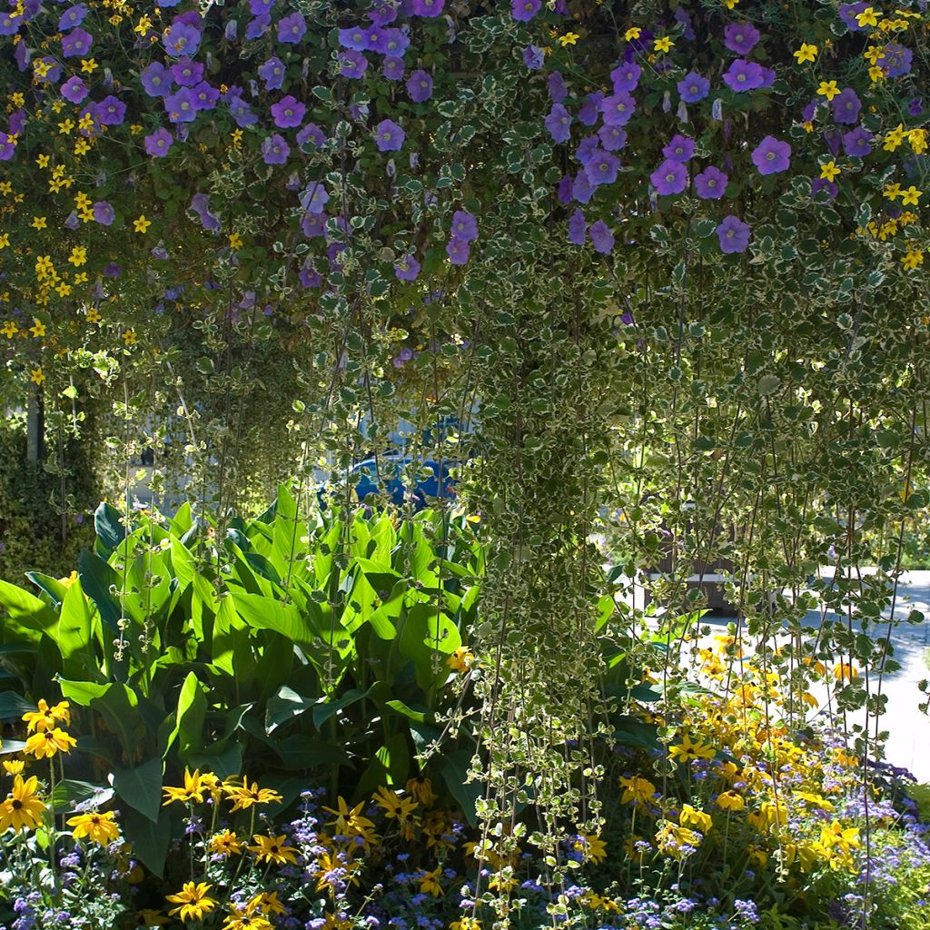 Glechoma hederacea Variegata