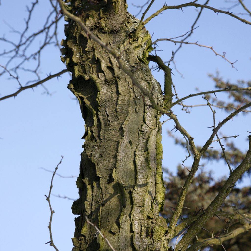 Gleditsia x texana