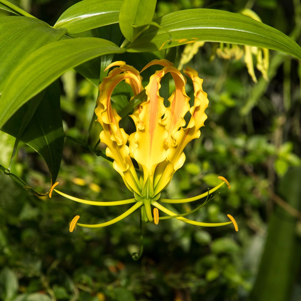 Gloriosa lutea Lutea