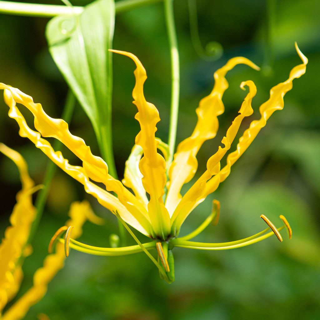 Gloriosa lutea Lutea