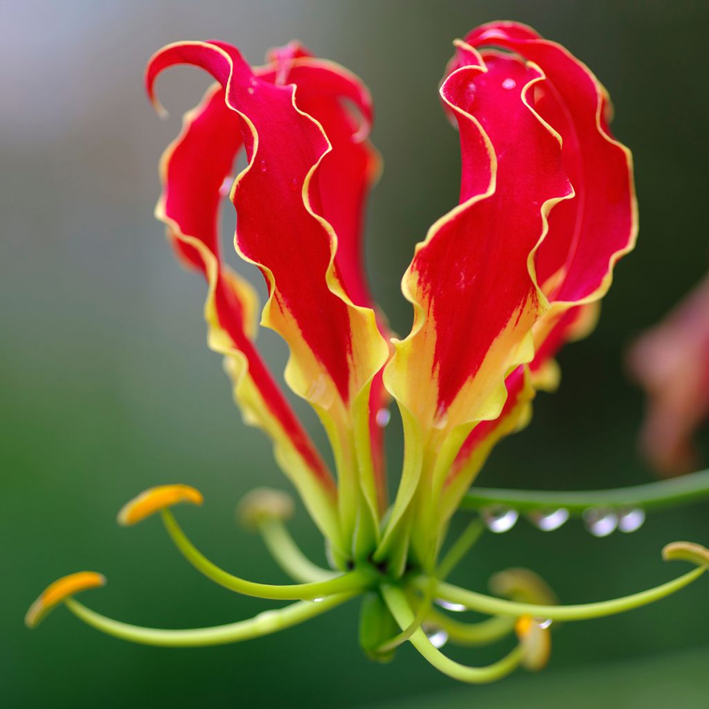 Gloriosa superba var. rothschildiana