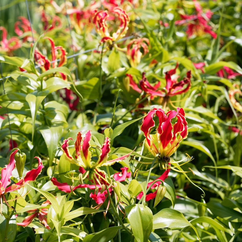 Gloriosa superba var. rothschildiana