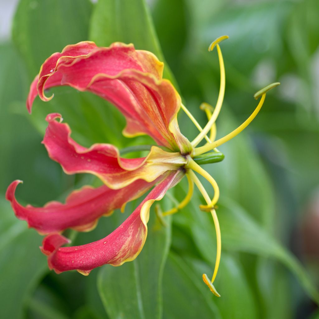 Gloriosa superba var. rothschildiana