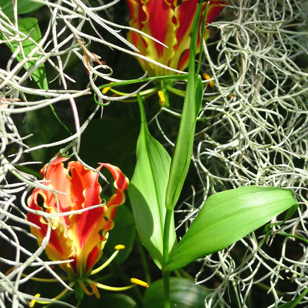 Gloriosa superba var. rothschildiana