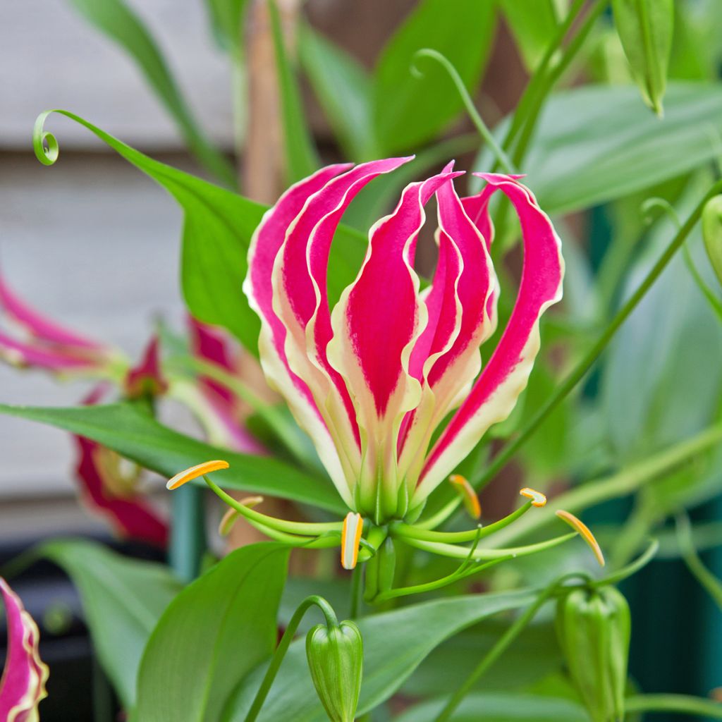 Gloriosa superba var. rothschildiana