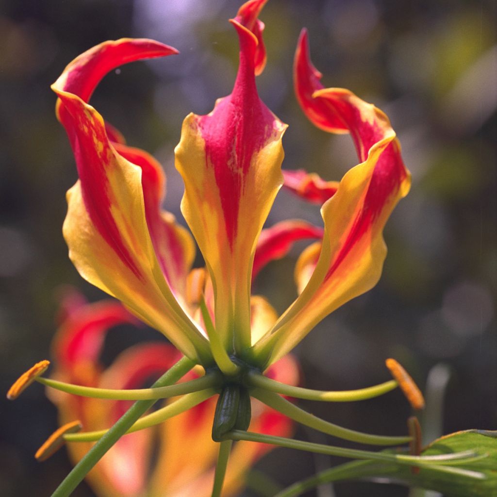 Gloriosa superba var. rothschildiana