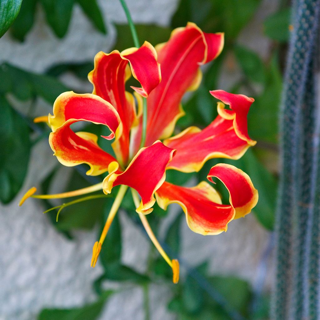 Gloriosa superba var. rothschildiana