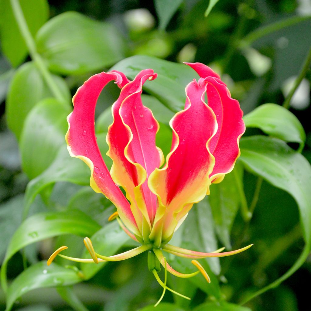 Gloriosa superba var. rothschildiana