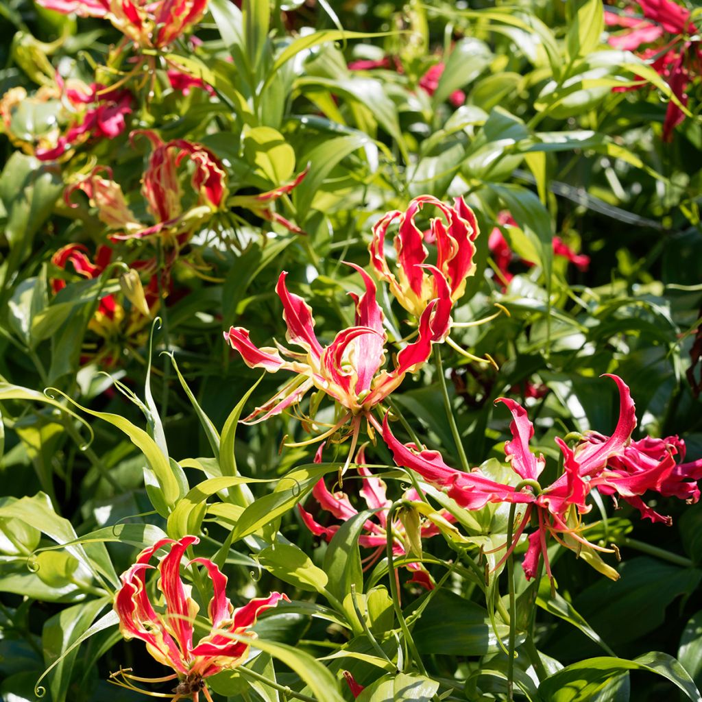 Gloriosa superba var. rothschildiana