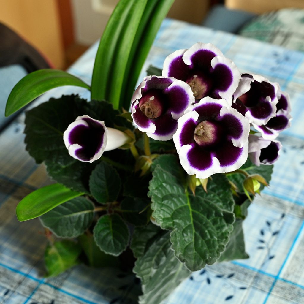 Gloxinia speciosa Kaiser Wilhelm