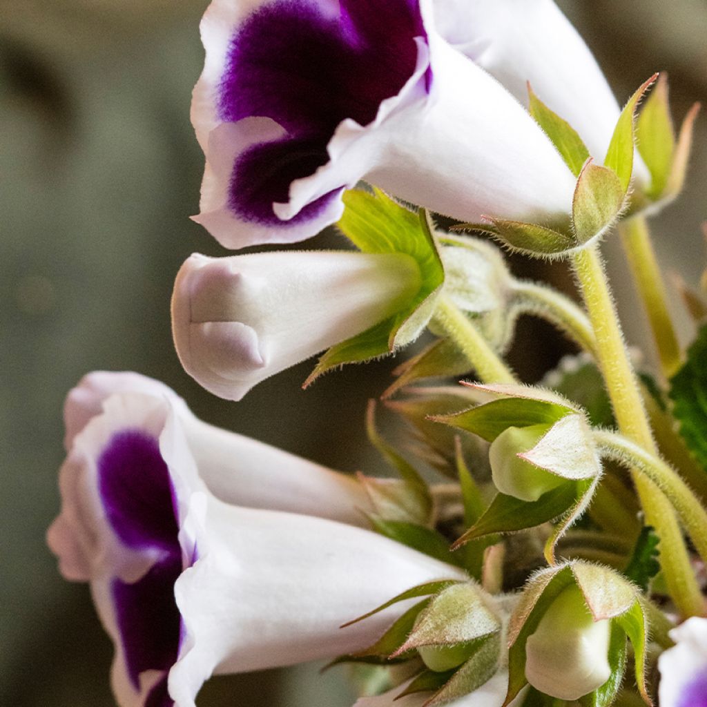 Gloxinia speciosa Kaiser Wilhelm