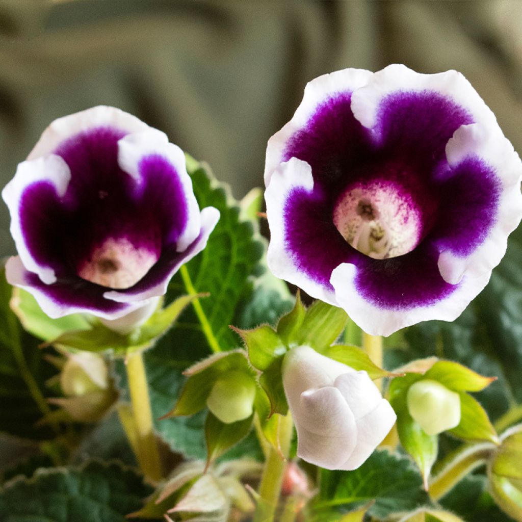 Gloxinia speciosa Kaiser Wilhelm