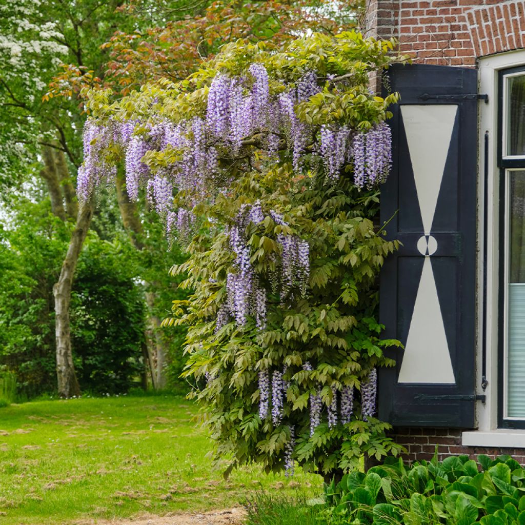 Wisteria floribunda Lawrence - Glicine