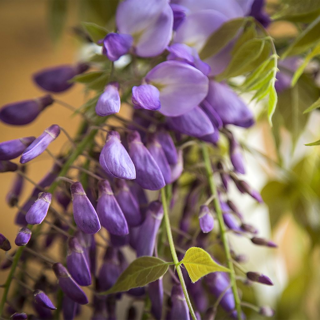 Wisteria brachybotrys Yokohama Fuji - Glicine