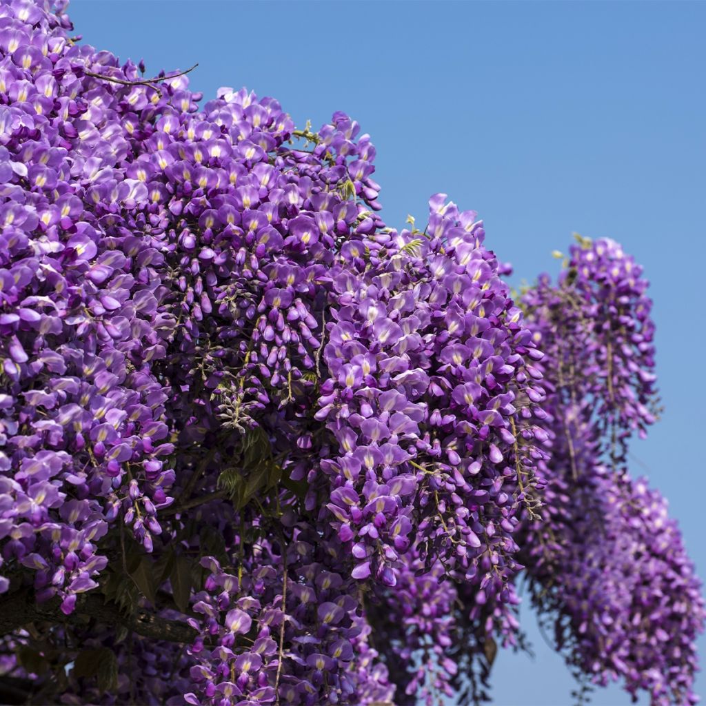 Wisteria brachybotrys Yokohama Fuji - Glicine