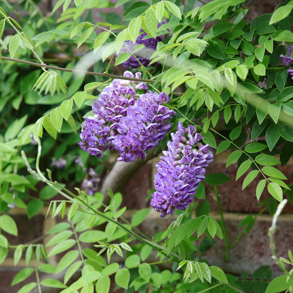 Wisteria frutescens Longwood Purple - Glicine americano