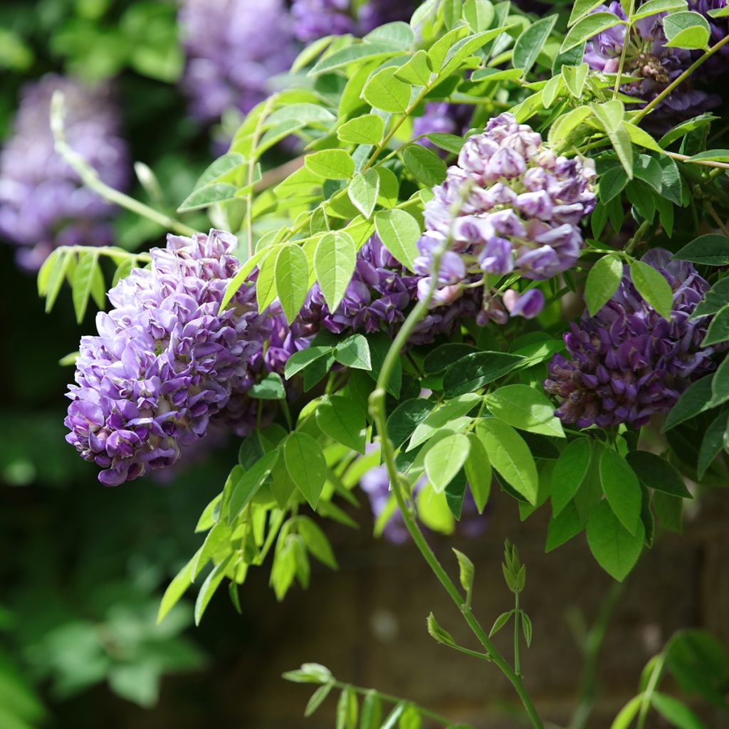 Wisteria frutescens Longwood Purple - Glicine americano