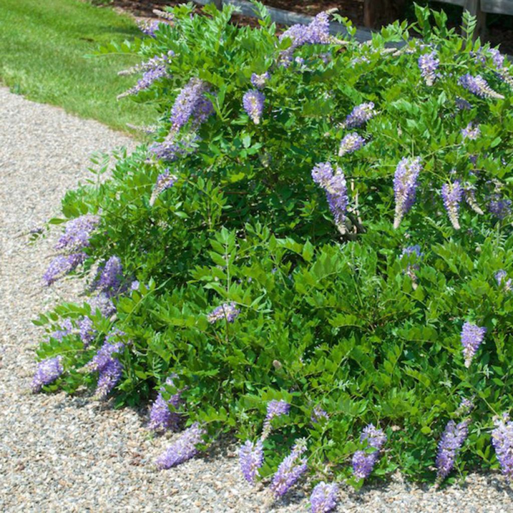 Glycine - Wisteria macrostachya Aunt Dee livré en hauteur 150/160 cm en pot de 4l/5l