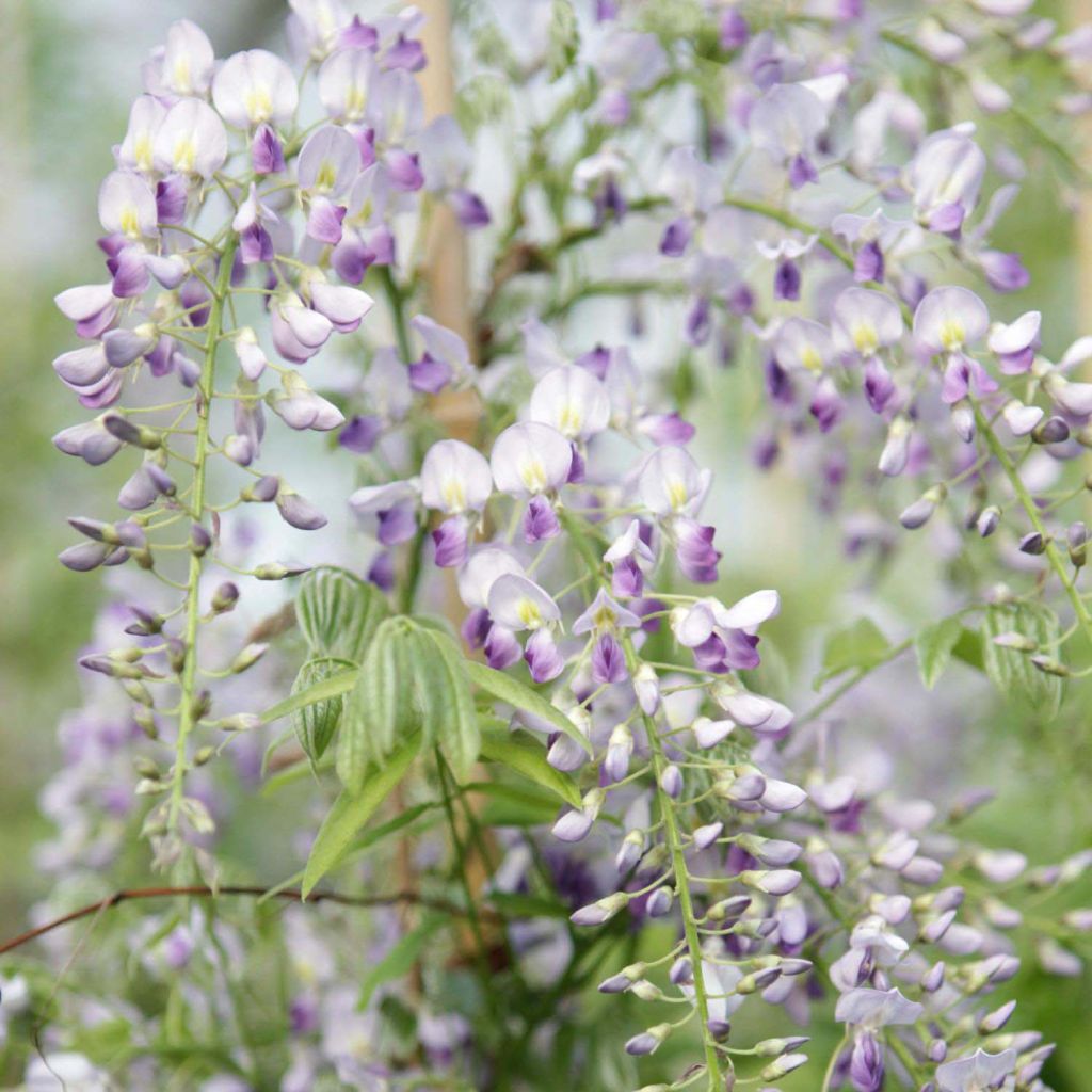 Glycine de Chine Prolific - Wisteria sinensis 