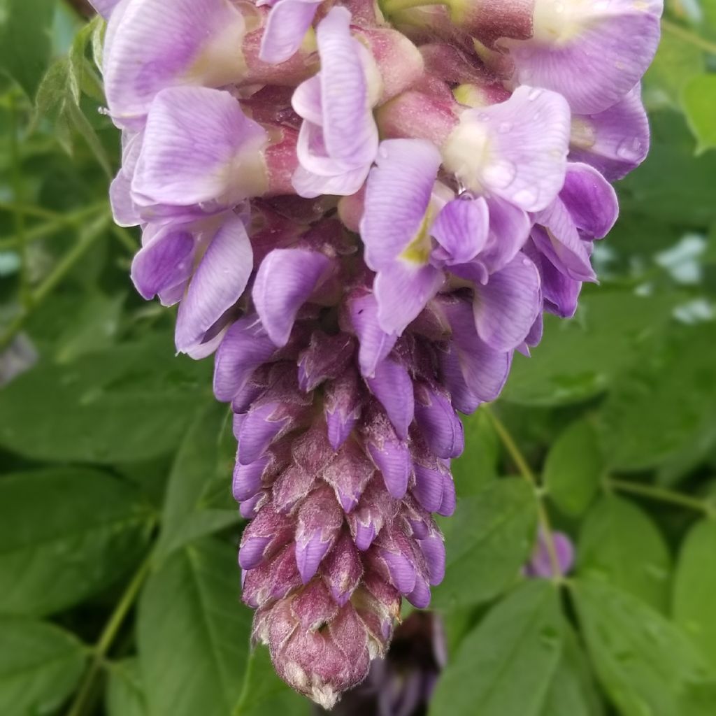 Wisteria frutescens - Glicine americano