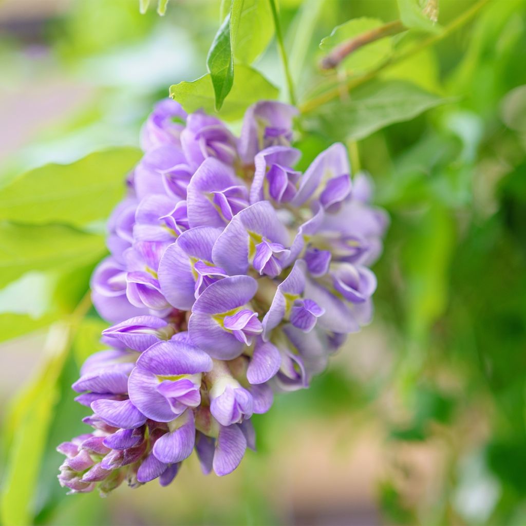 Wisteria frutescens - Glicine americano