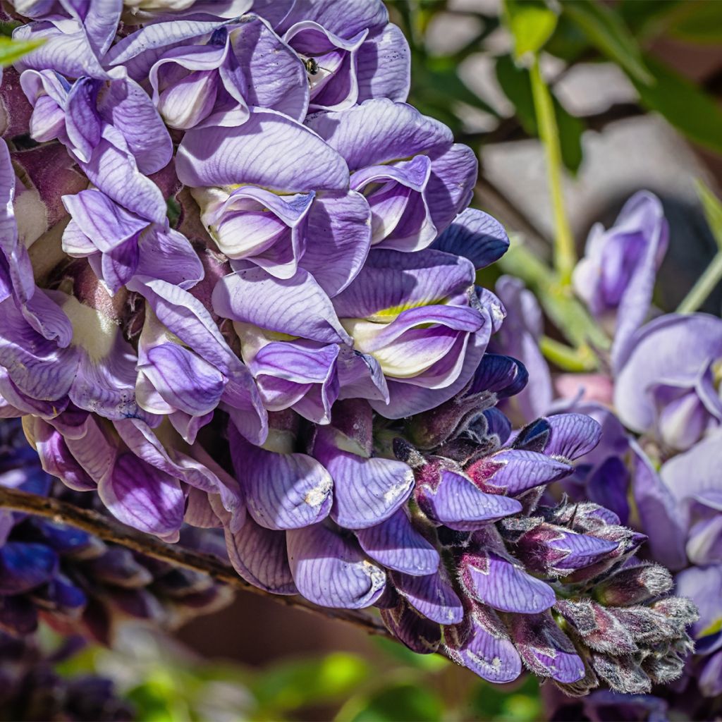 Wisteria frutescens - Glicine americano